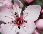 Blutpflaume - Prunus cerasifera var. pissardii
