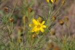 Quirlblättriges Mädchenauge - Coreopsis verticillata
