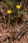 : - Sedum amplexicaule