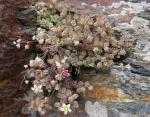 Zottig behaarte Fetthenne - Sedum hirsutum