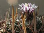 : - Stenocactus multicostatus