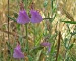 : - Teucrium webbianum