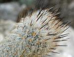 : - Turbinicarpus subterraneus