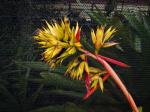 : - Aechmea aquilega