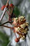 : - Asclepias albicans