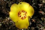 : - Calochortus concolor