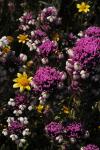 : - Castilleja densiflora var. gracilis