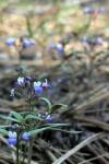 : - Collinsia torreyi