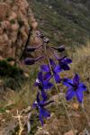 : - Delphinium decorum