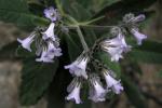 Santakraut
 - Eriodictyon crassifolium