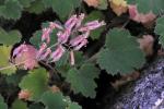 : - Heuchera hirsutissima