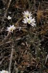 : - Lessingia tenuis