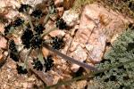 : - Lomatium mohavense