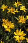 : - Pentachaeta aurea