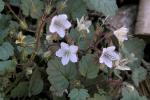 : - Phacelia longipes
