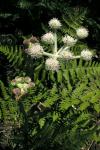 : - Sphenosciadium capitellatum