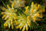 : - Anthyllis vulneraria var. vulneraria