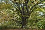 Hainbuche - Carpinus betulus