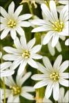 : - Cerastium subtriflorum
