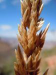 : - Poa fendleriana