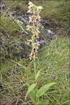 Kurzblättrige Ständelwurz - Epipactis helleborine subsp. orbicularis