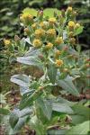 Dürrwurz - Inula conyzae