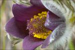 Berg-Kuhschelle - Pulsatilla montana