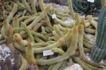 : - Cleistocactus icosagonus