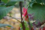 : - Fuchsia campii