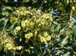 Malarkabino - Pterocarpus marsupium