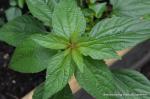 Virginisches Kupferblatt - Acalypha virginica