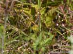 : - Agalinis acuta