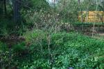 :-Rhododendron vaseyi