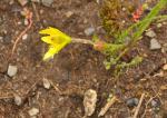Liotardis Goldstern - Gagea liotardii