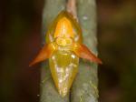 : - Pleurothallis ripleyi