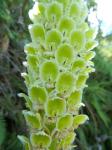 : - Altensteinia fimbriata