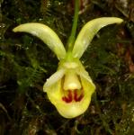 : - Benzingia thienii