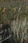 Italienische Strohblume - Helichrysum italicum