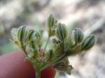 : - Cymopterus nivalis