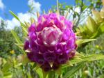 : - Elleanthus capitatus