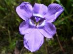 : - Ennealophus foliosus