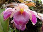 : - Epidendrum megalospathum