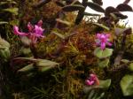 : - Epidendrum quisayanum