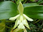 : - Epidendrum suaveolens