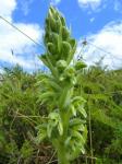 : - Pelexia hirta