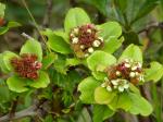 : - Hesperomeles obtusifolia