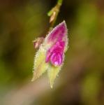 : - Lepanthes acarina