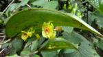 :-Lepanthes gargantua