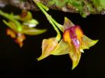 :-Lepanthes tachirensis
