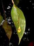 :-Lepanthes vibrissa